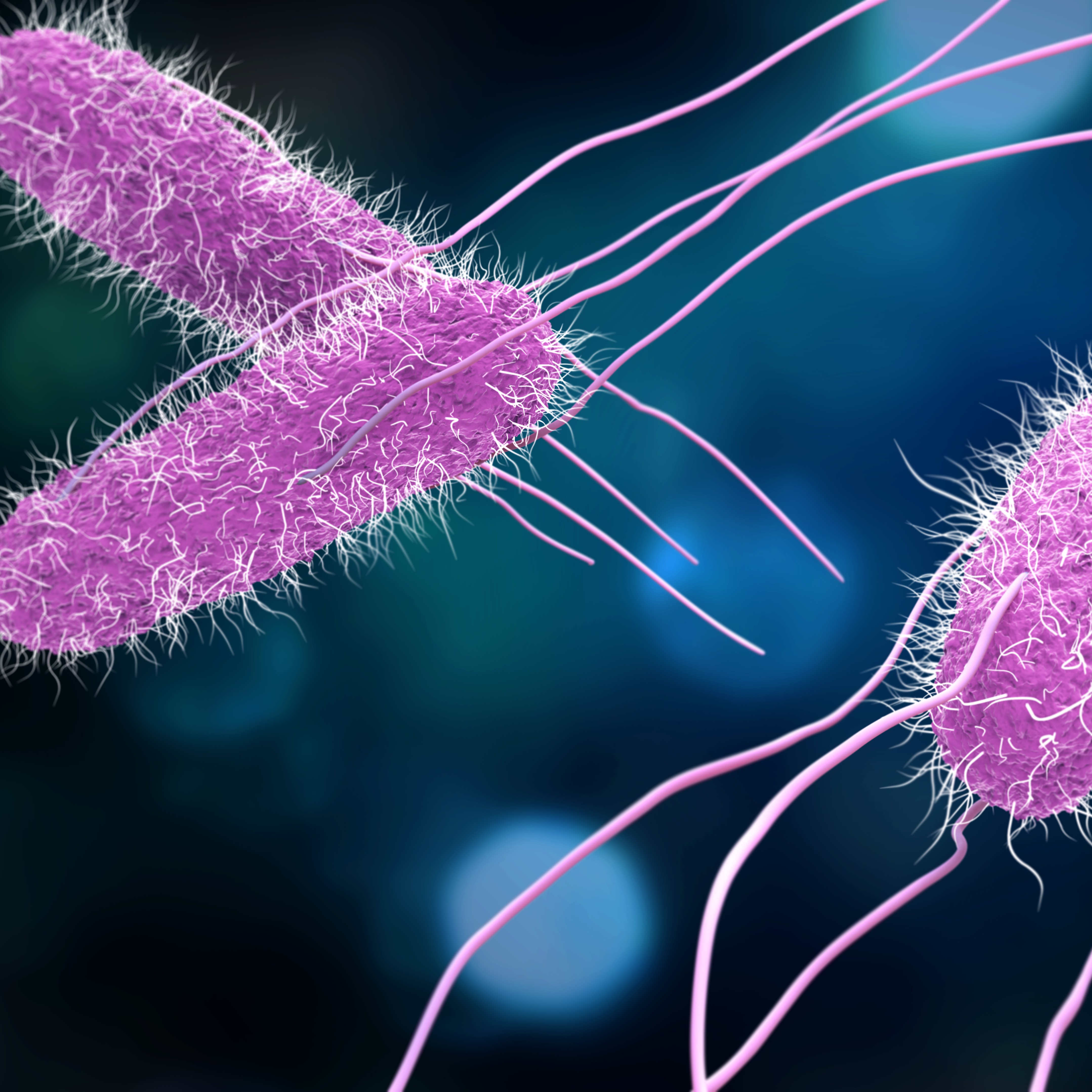 Сальмонеллез бактерия. Сальмонелла (Salmonella). Salmonella typhi микробиология. Палочка сальмонеллы. Salmonella Typhimurium возбудитель.